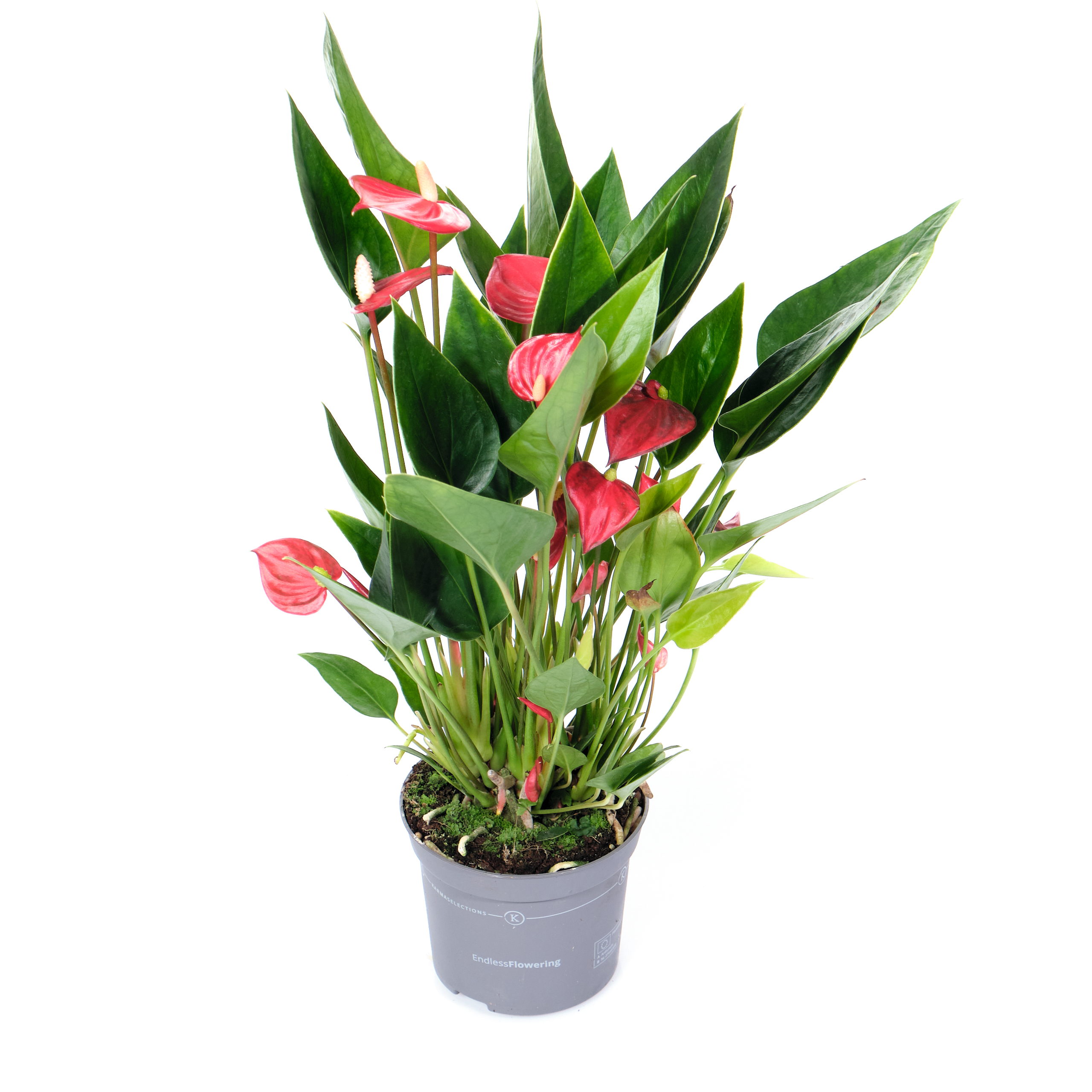 Антуриум андрианум Многоцветковый Красный