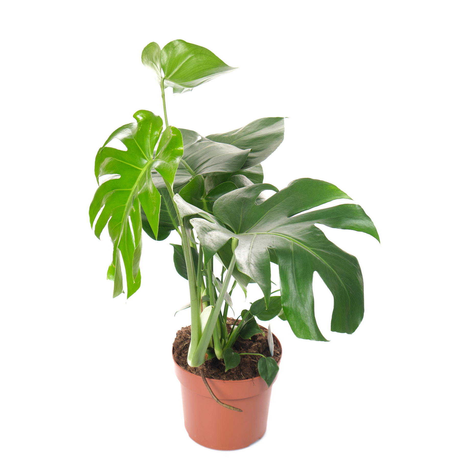 Монстера Делициоса