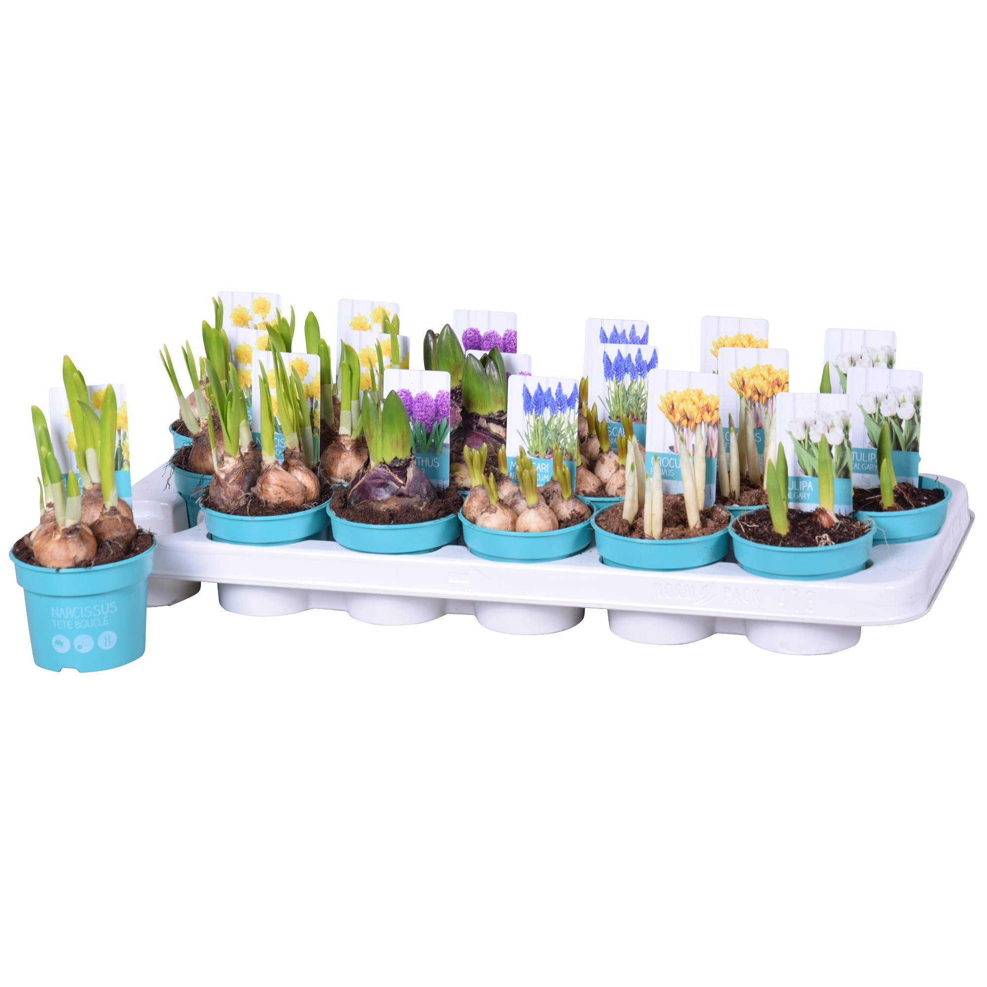 Луковичный Микс