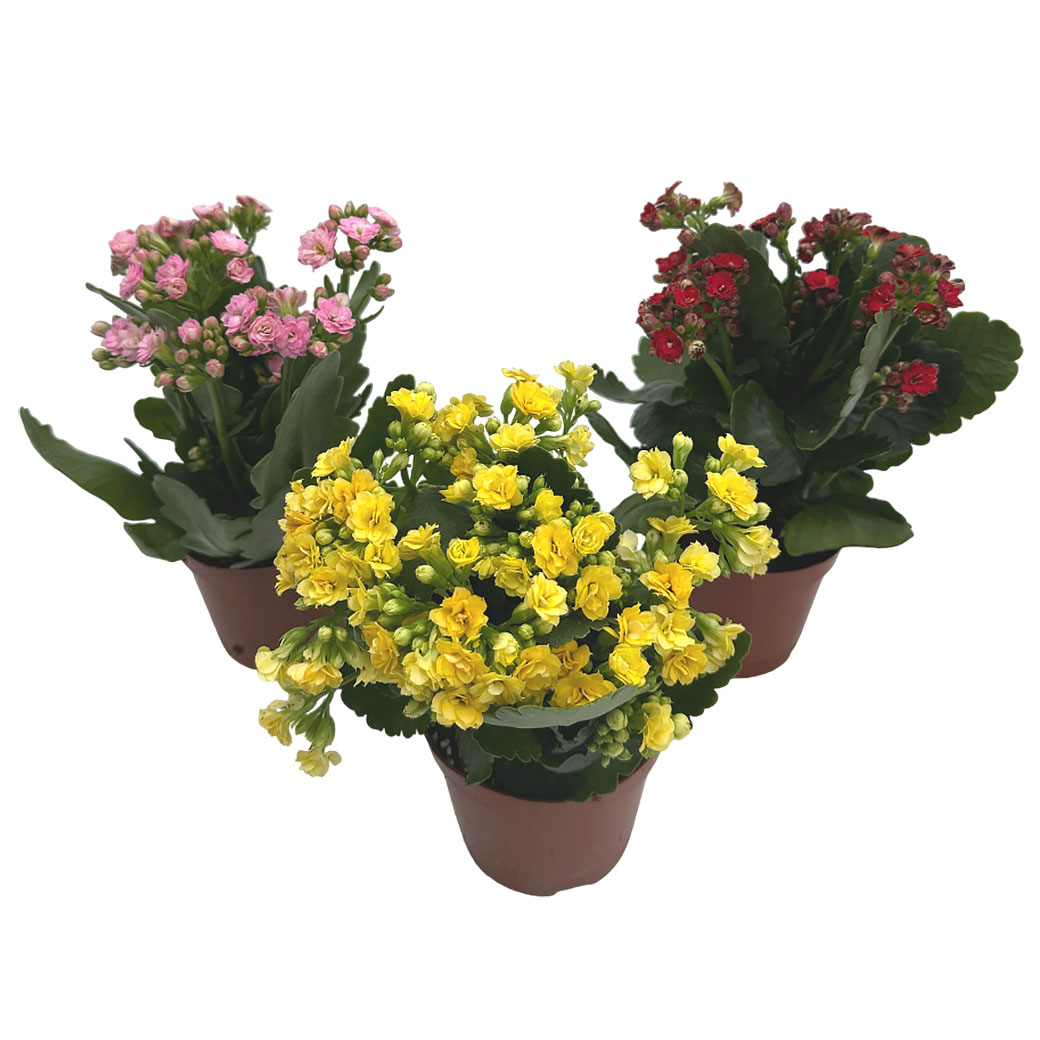 Каланхое каландива микс