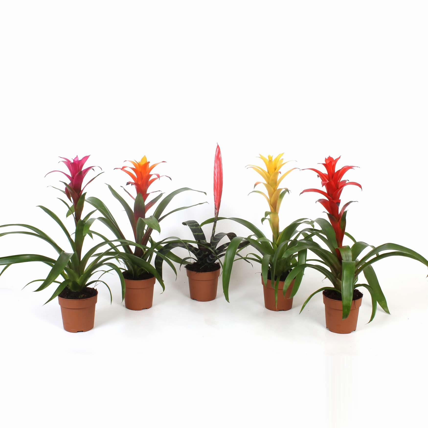 Бромелия Микс