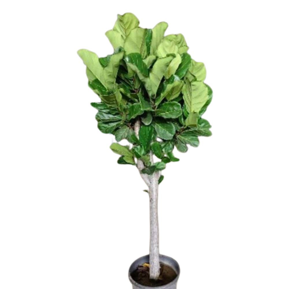 Фикус лирата штамбовый