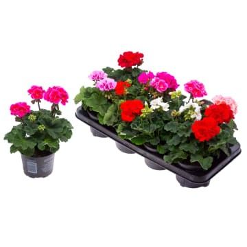 Пеларгония