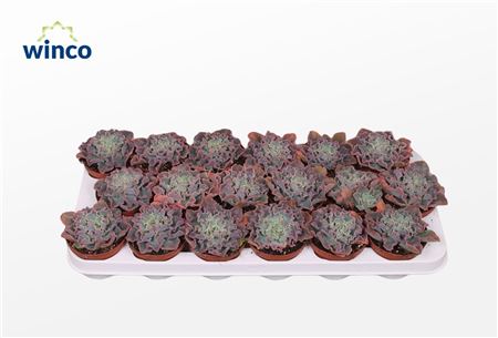 Эхеверия Шавиана розовая