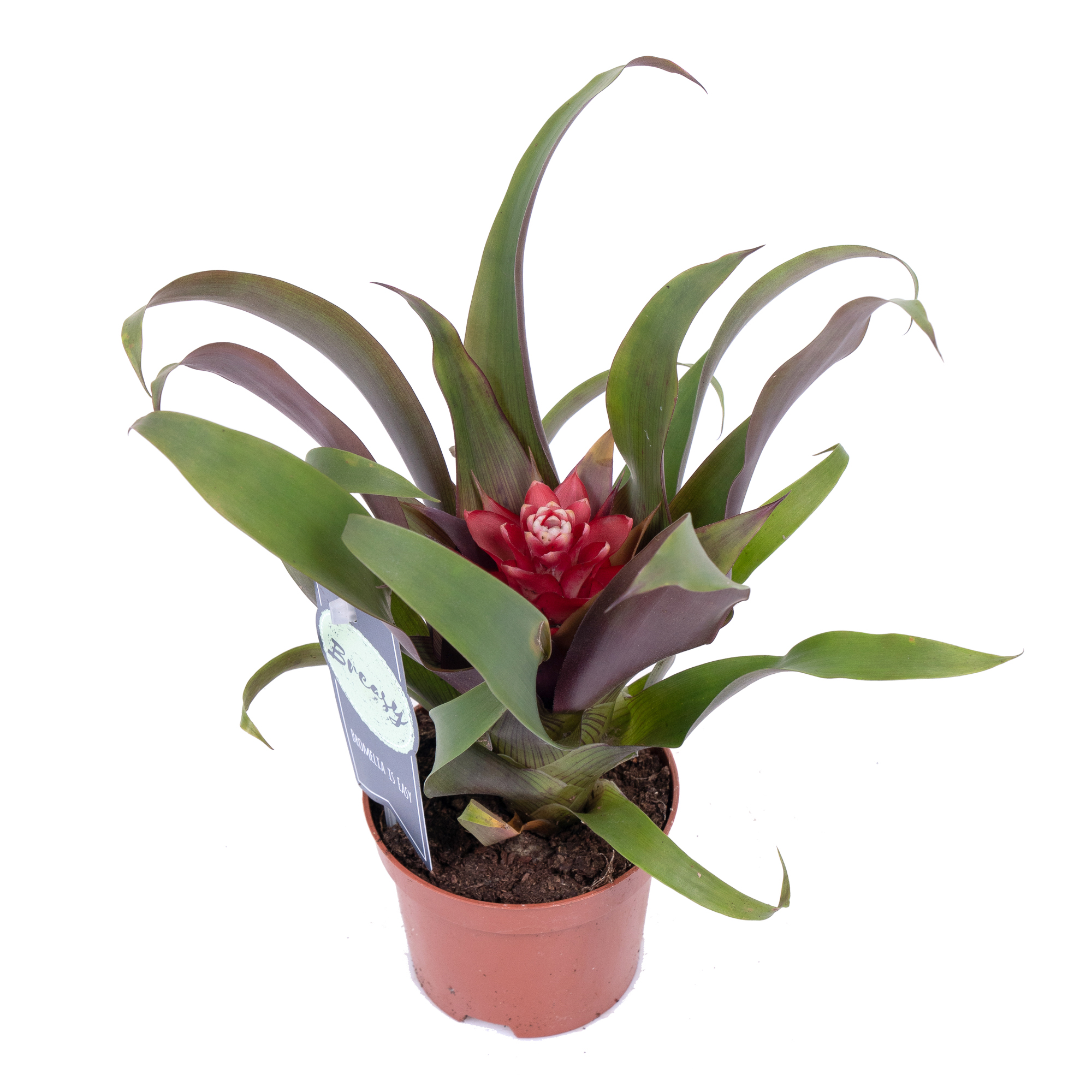 Гузмания Присцилла