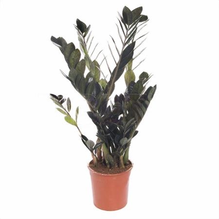 Замиокулкас Равен