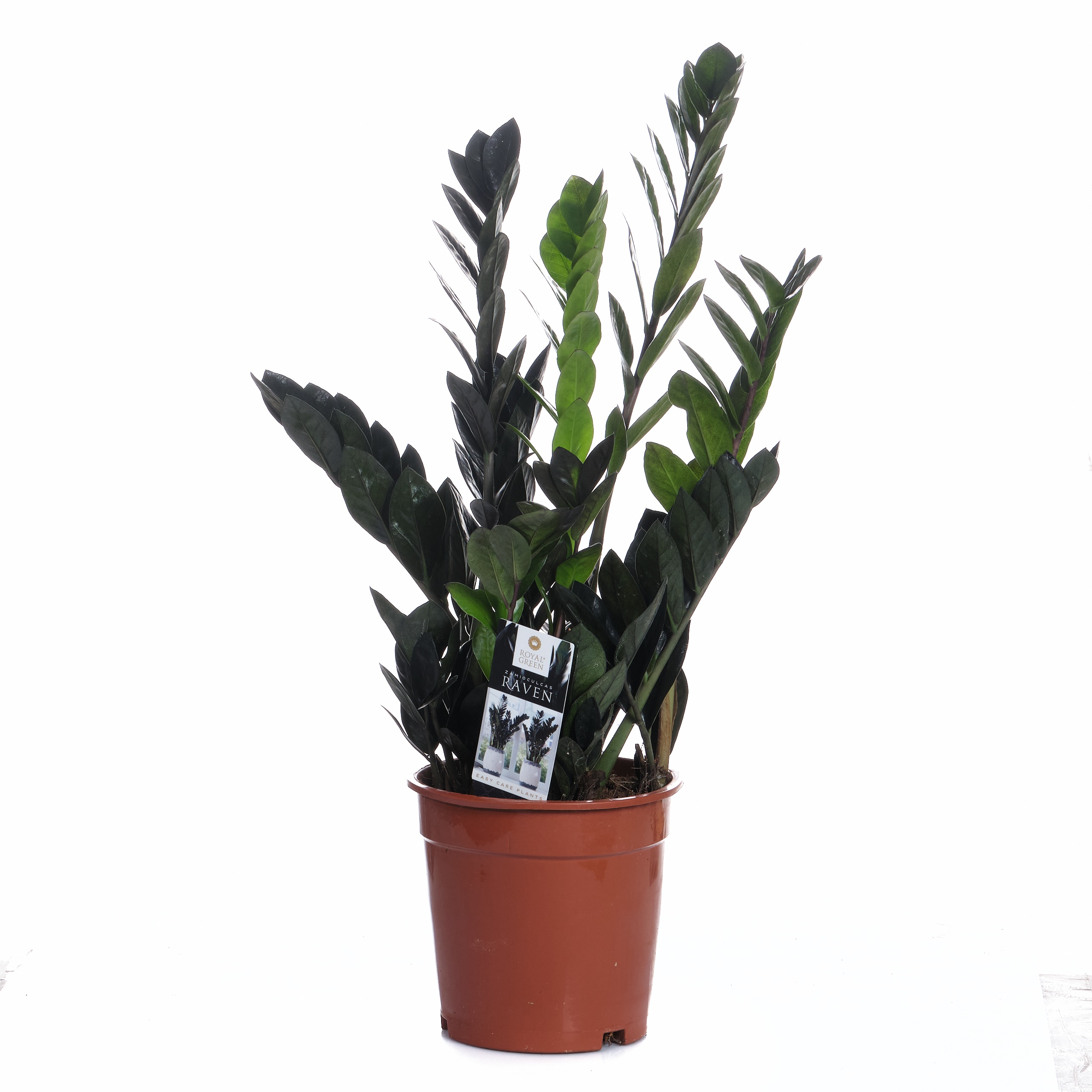 Замиокулкас Равен