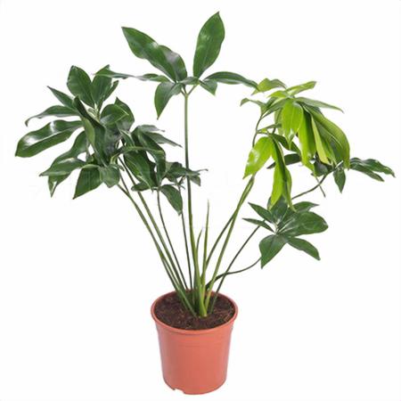 Филодендрон Грин Вандер