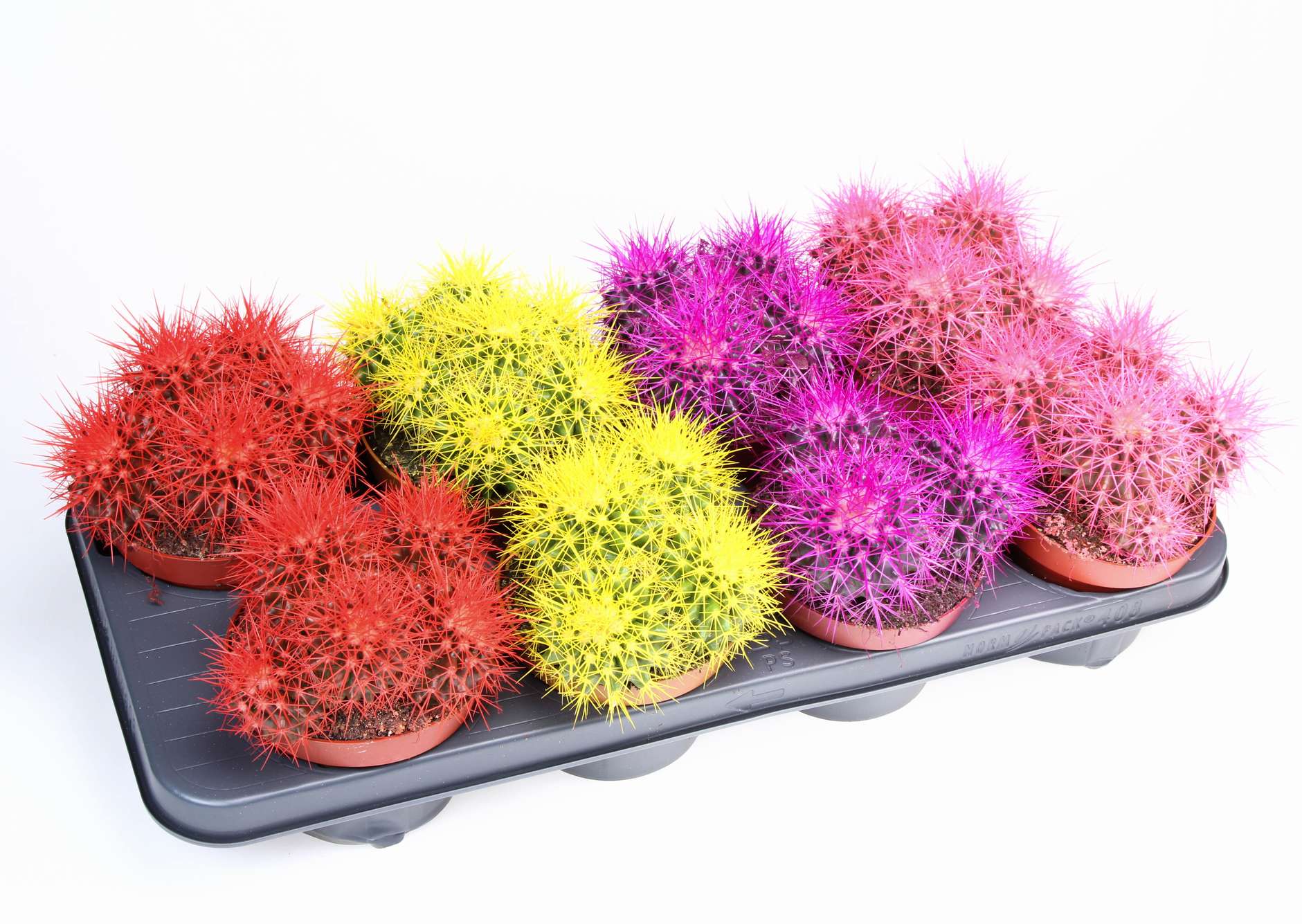 Эхинокактус краш. Грузони микс