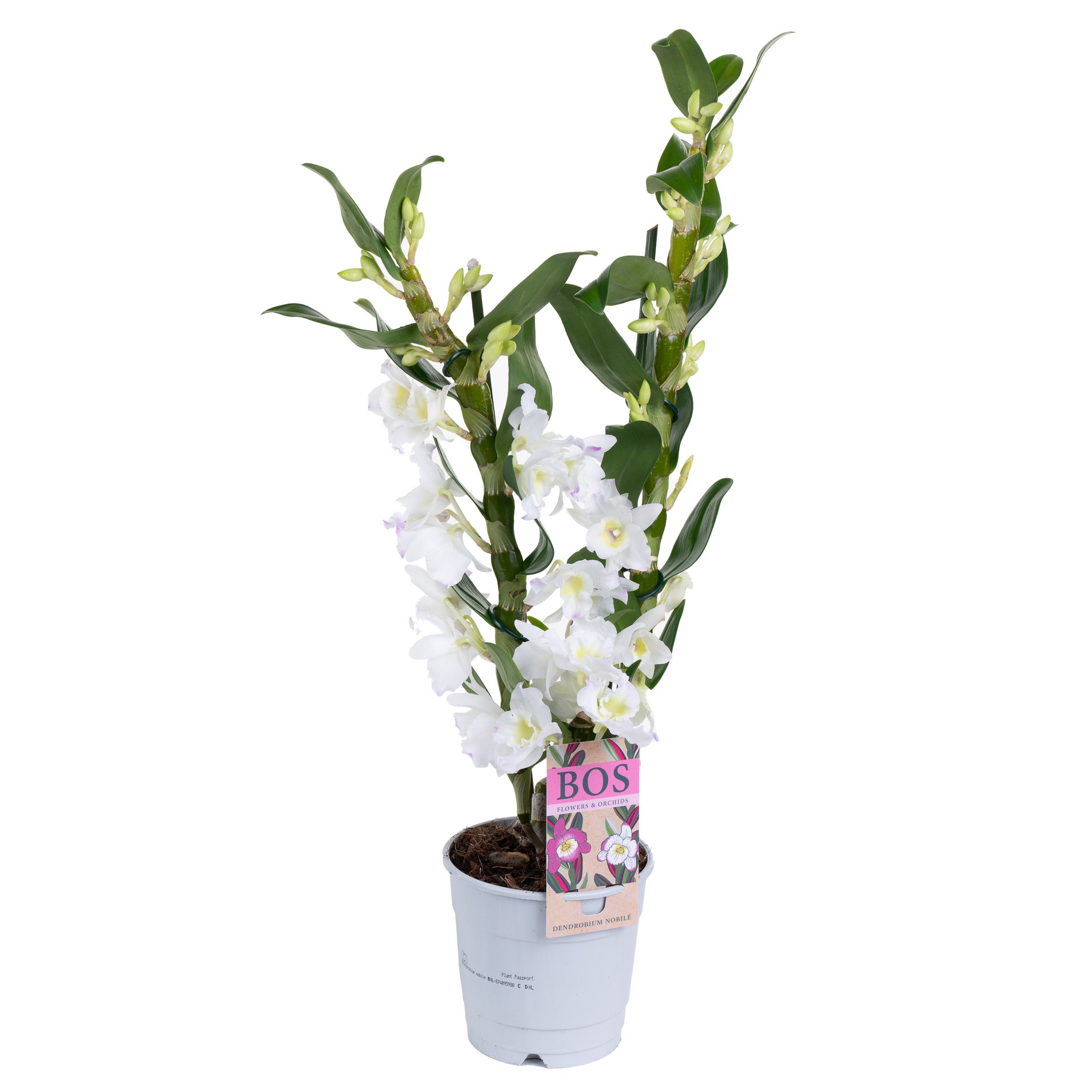 Дендробиум нобиле Аполлон 2 ст