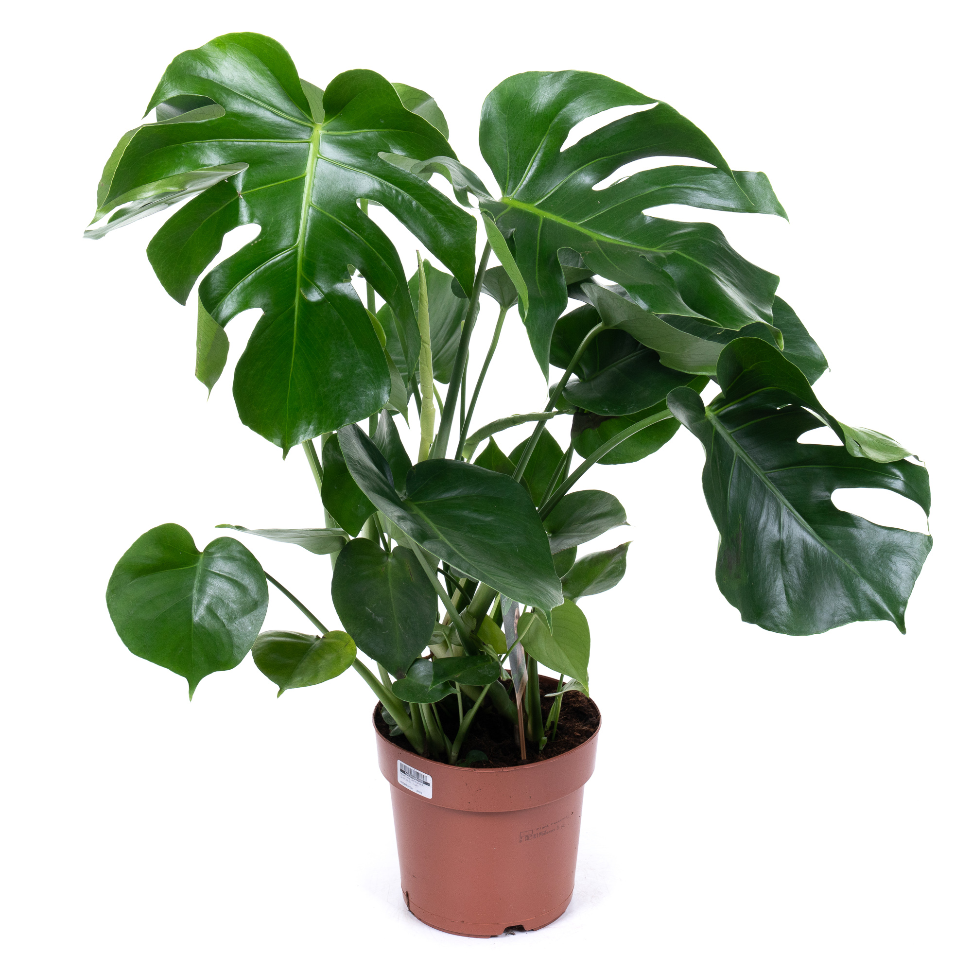 Монстера Делициоса