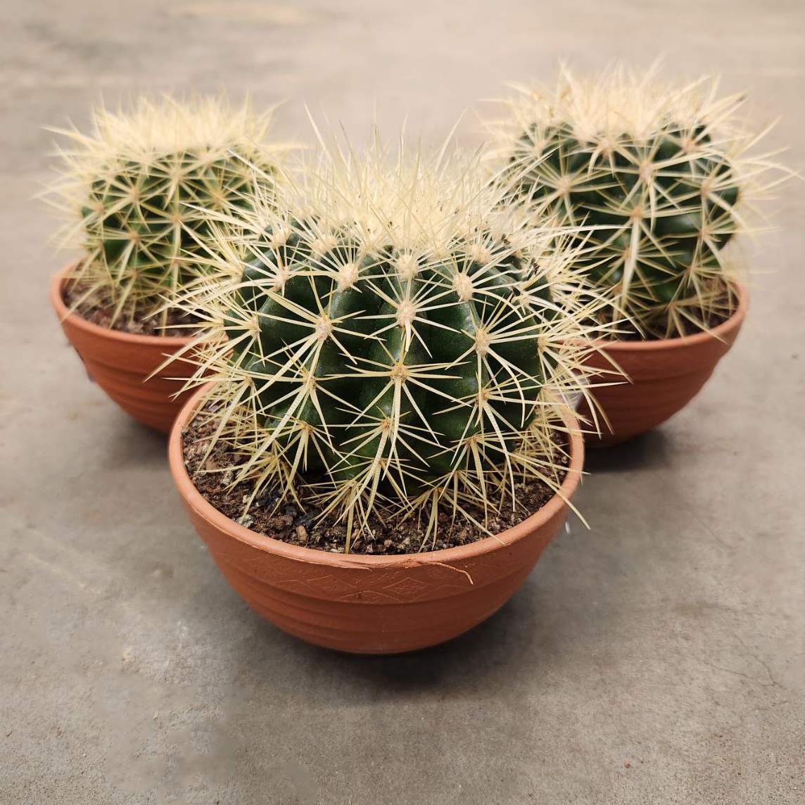 Кактус Микс Премиум