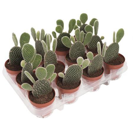 Опунция мелковолосистая Албиспина