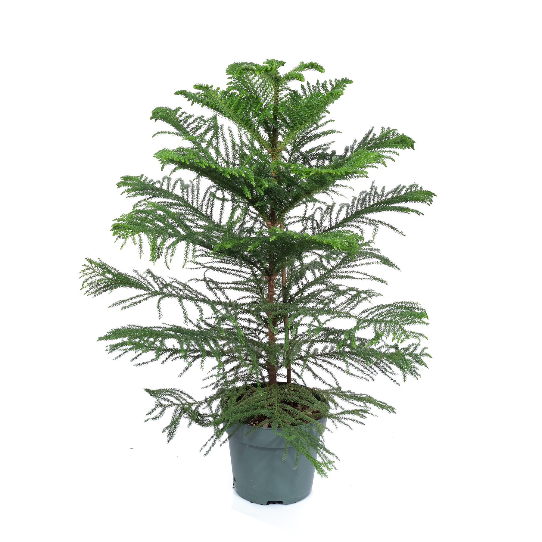 Араукария Хетерофилла