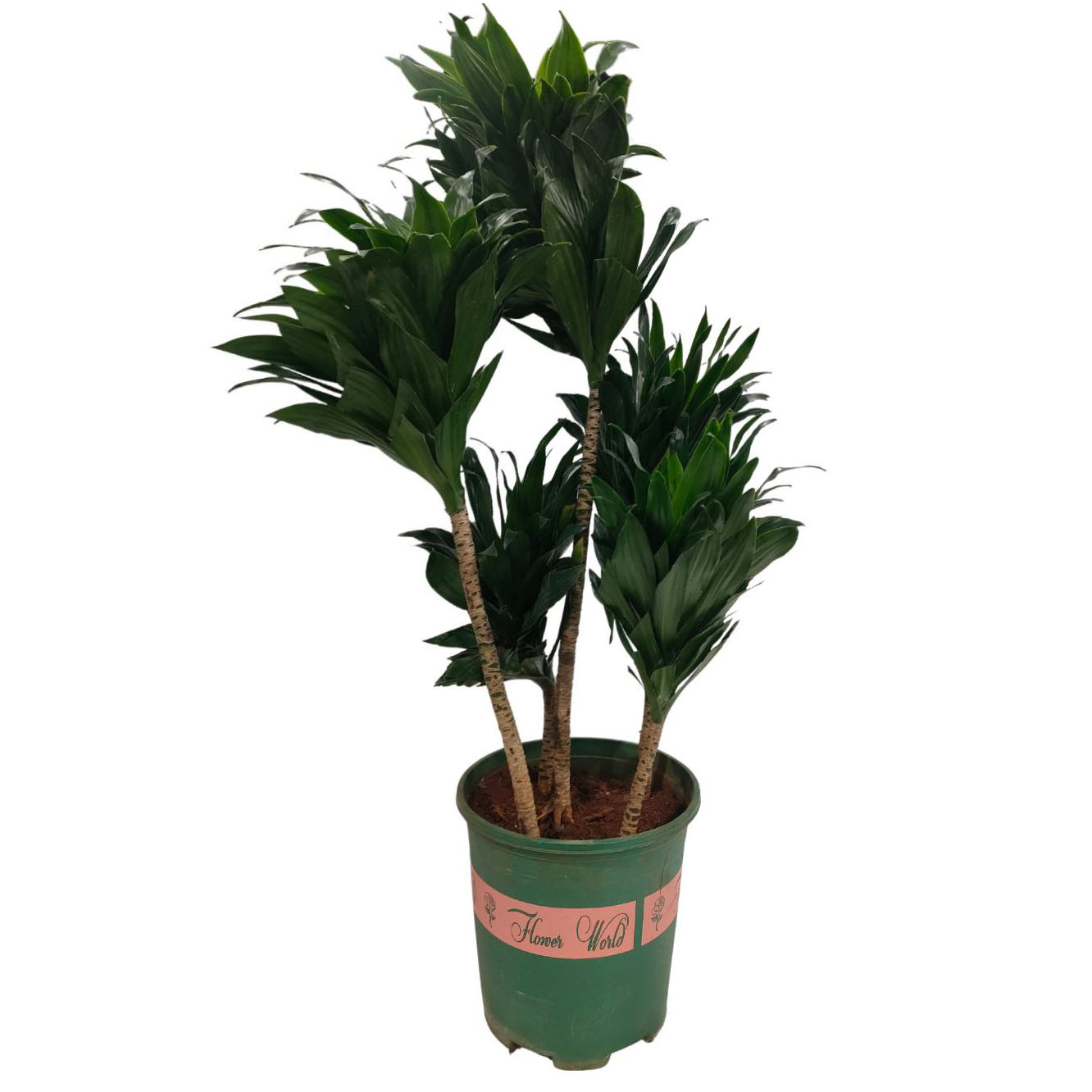 Драцена фрагранс Компакта