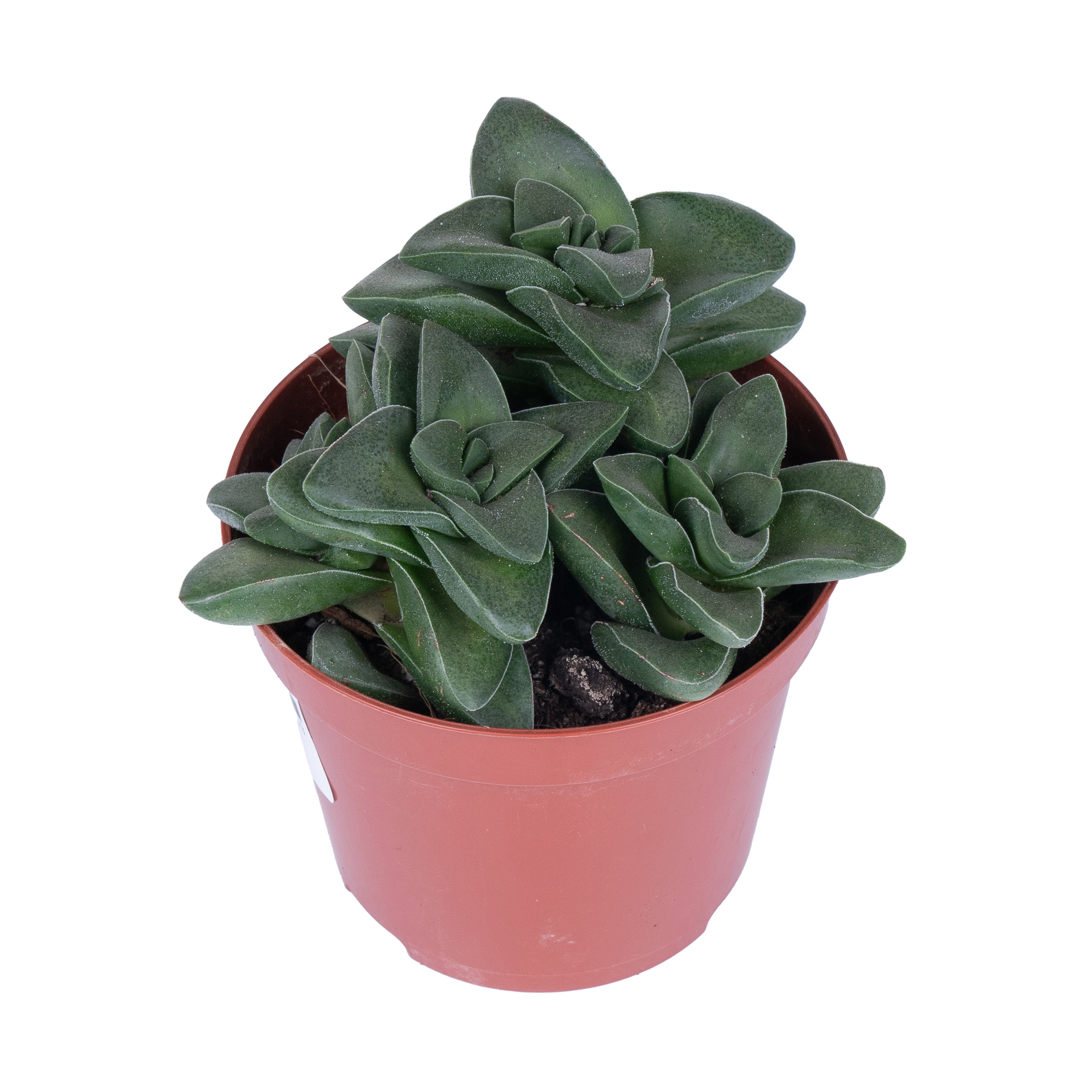 Крассула Спрингтайм