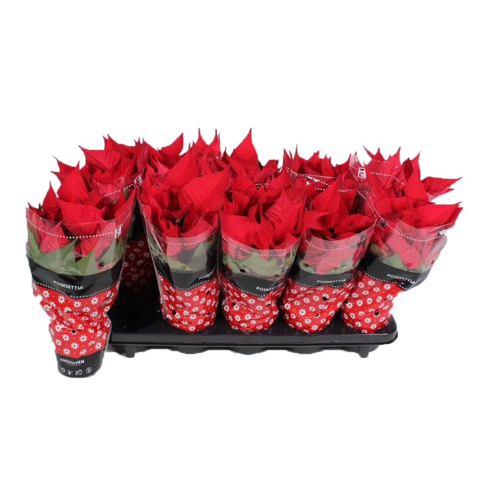Пуансеттия красная