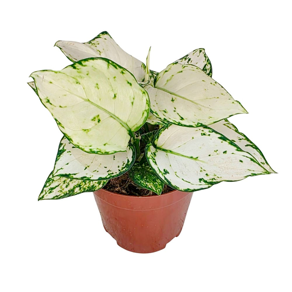 Аглаонема Фёст Даймонд