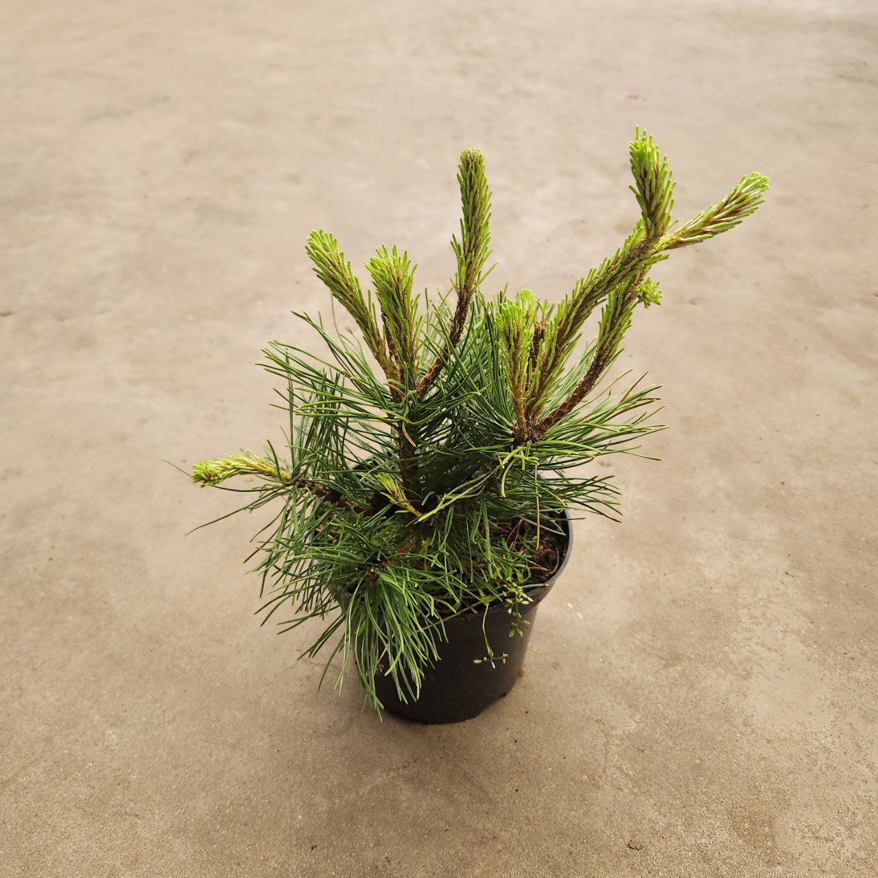 Сосна горная Мугус