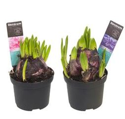 Гиацинт микс мультифлора