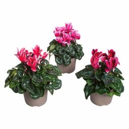 Цикламен Фантазия микс