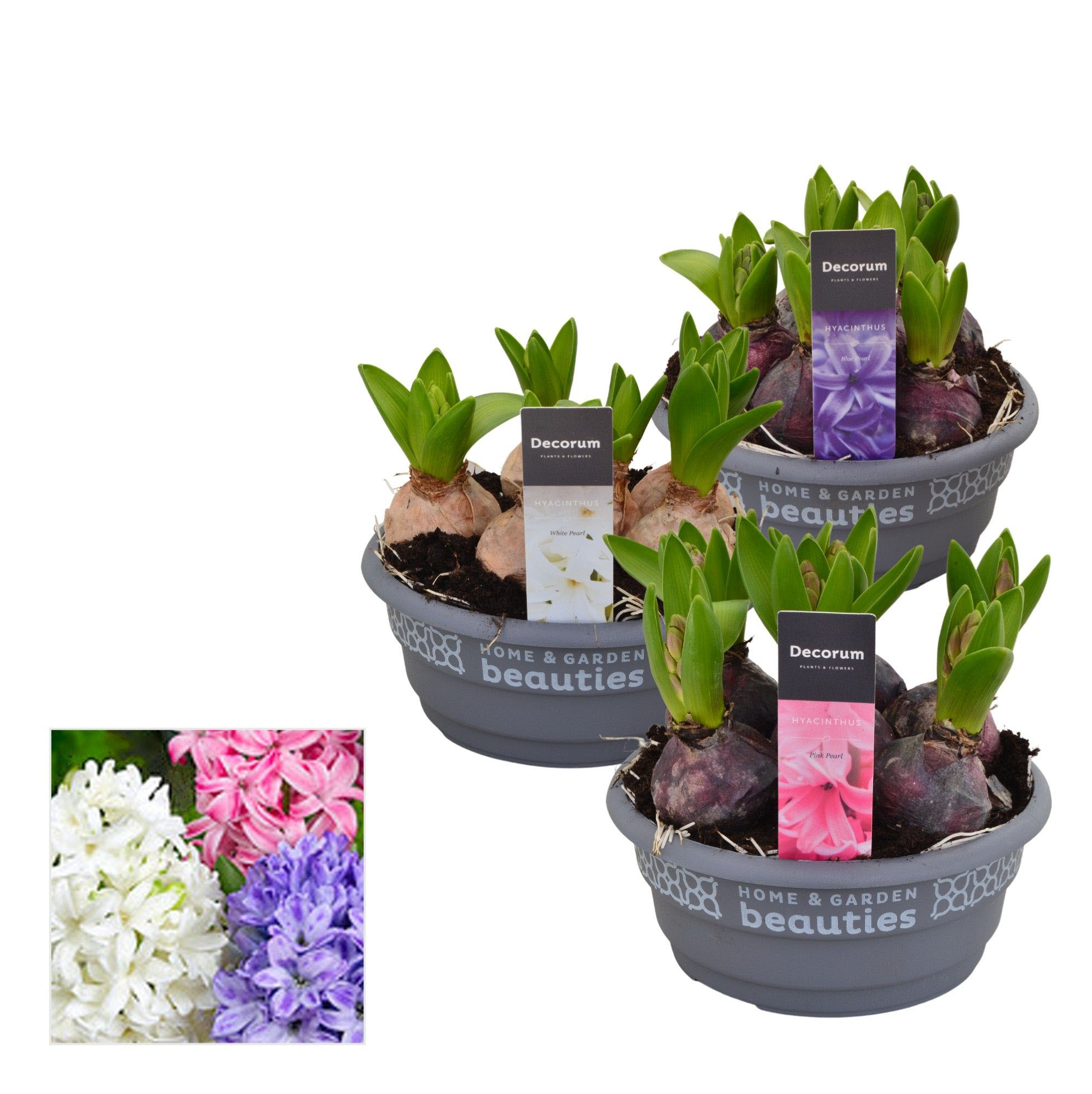 Гиацинт Микс