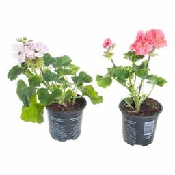 Пеларгония зональная микс