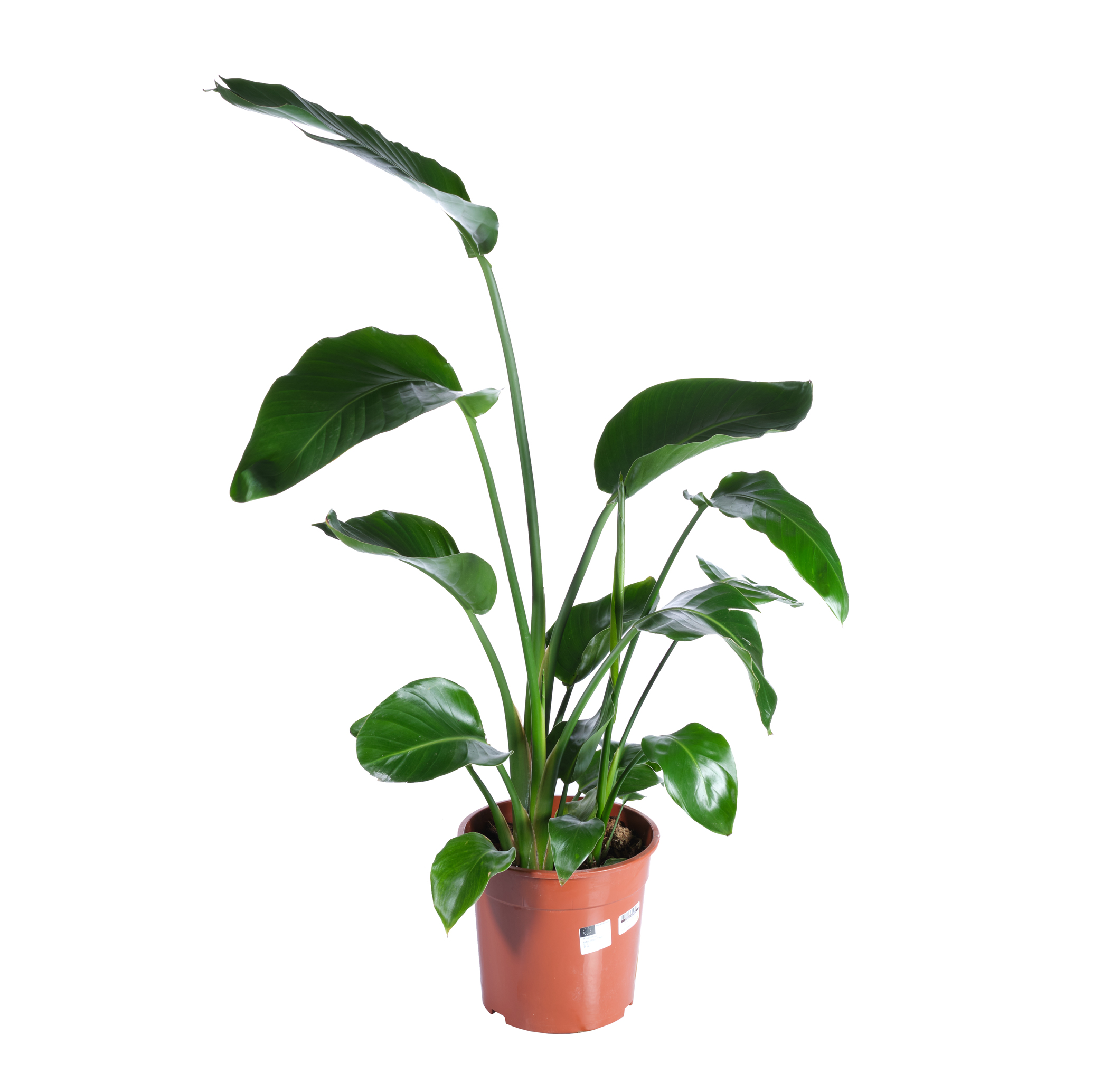 Стрелиция Николая