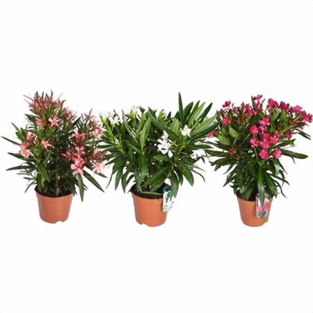 Нериум Олеандер Микс