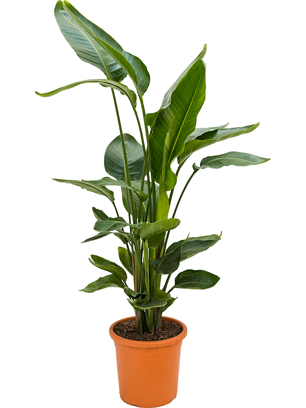 Стрелиция Николая