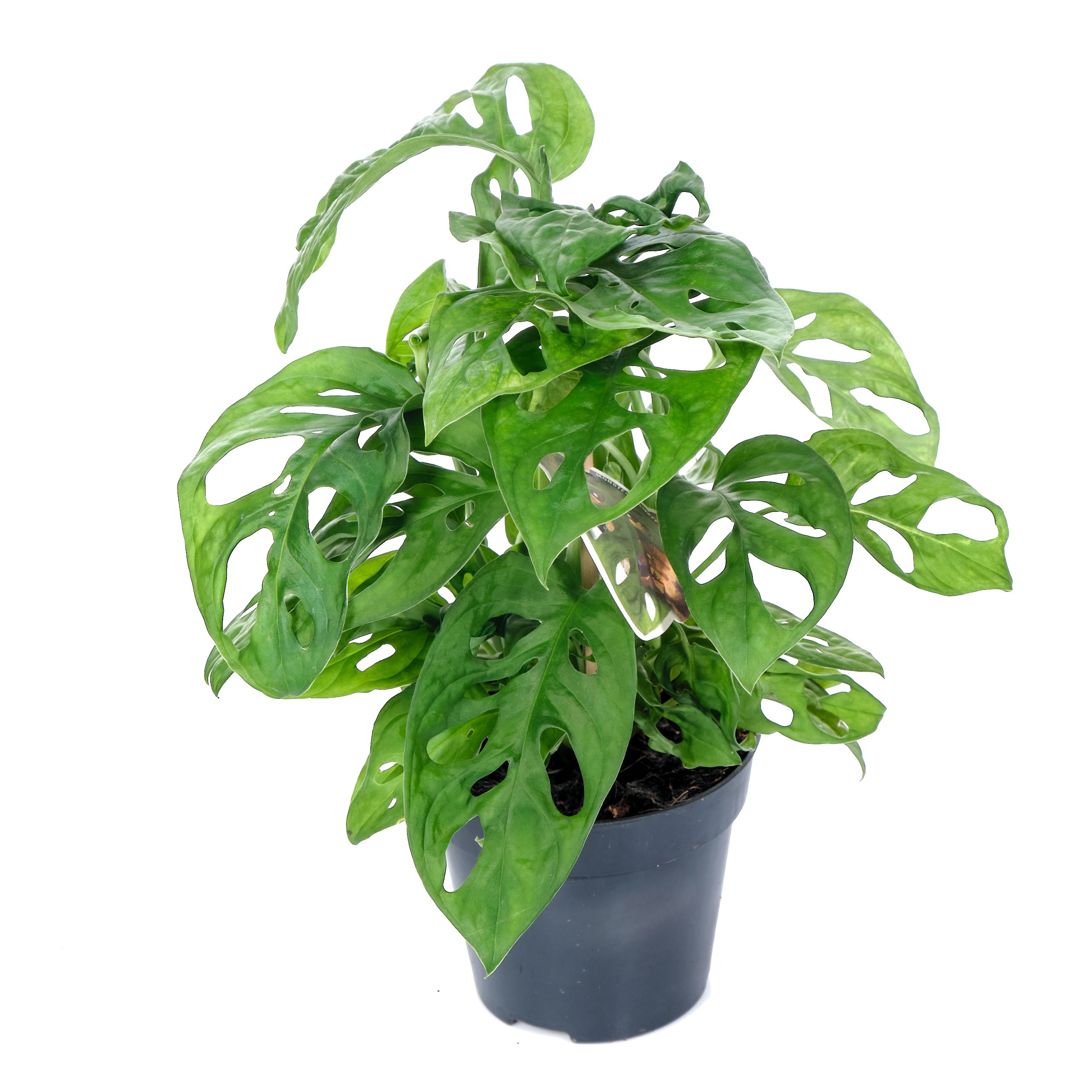 Монстера Манки Мэск