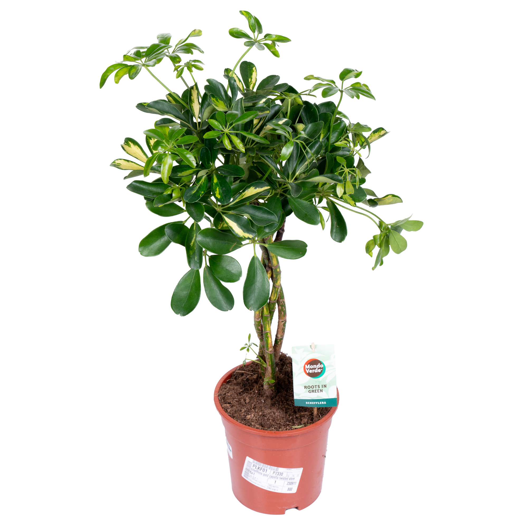 Шеффлера Голд Капелла переплетенная