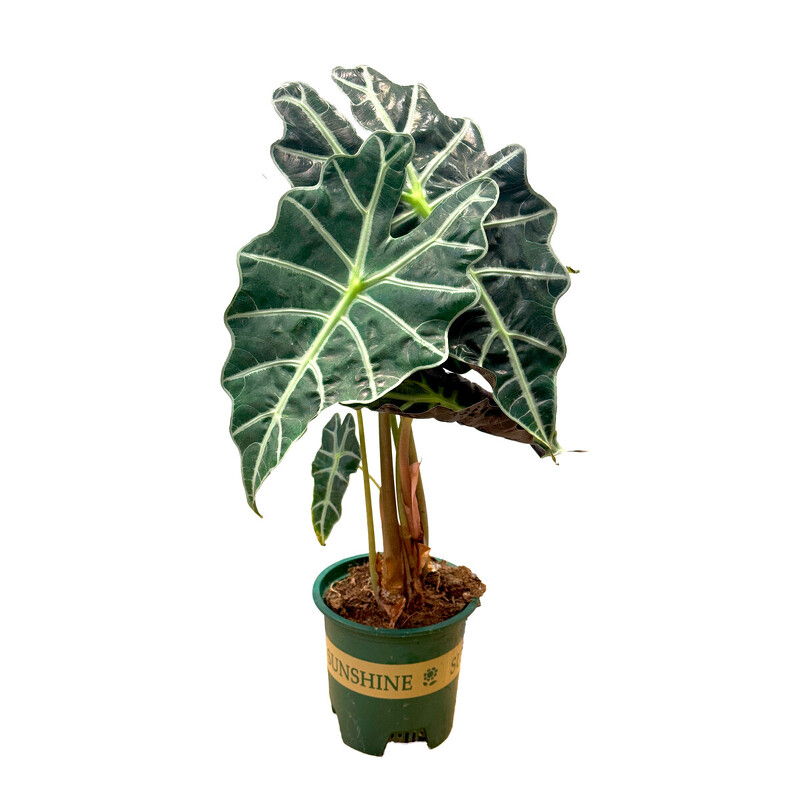 Алоказия Полли