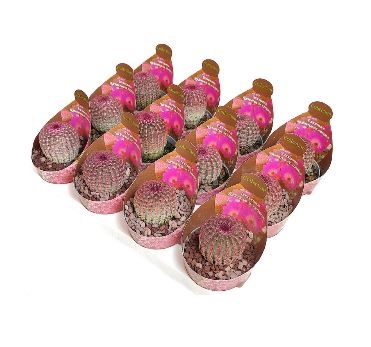 Эхиноцереус Ригидиссимус Рубриспинус