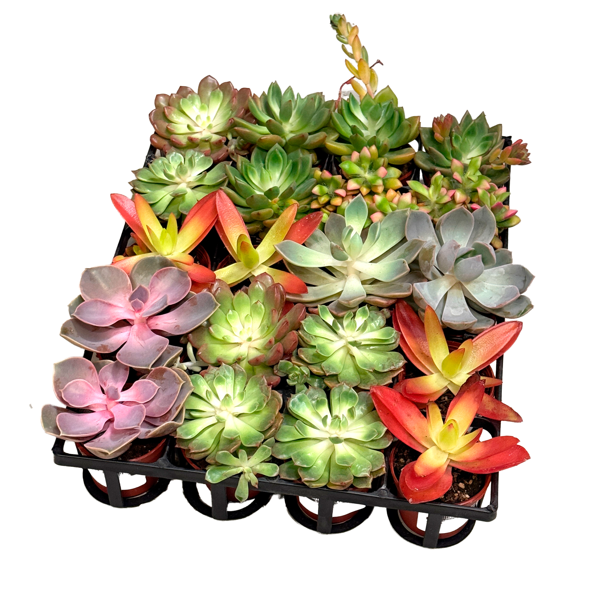 Эхеверия Микс