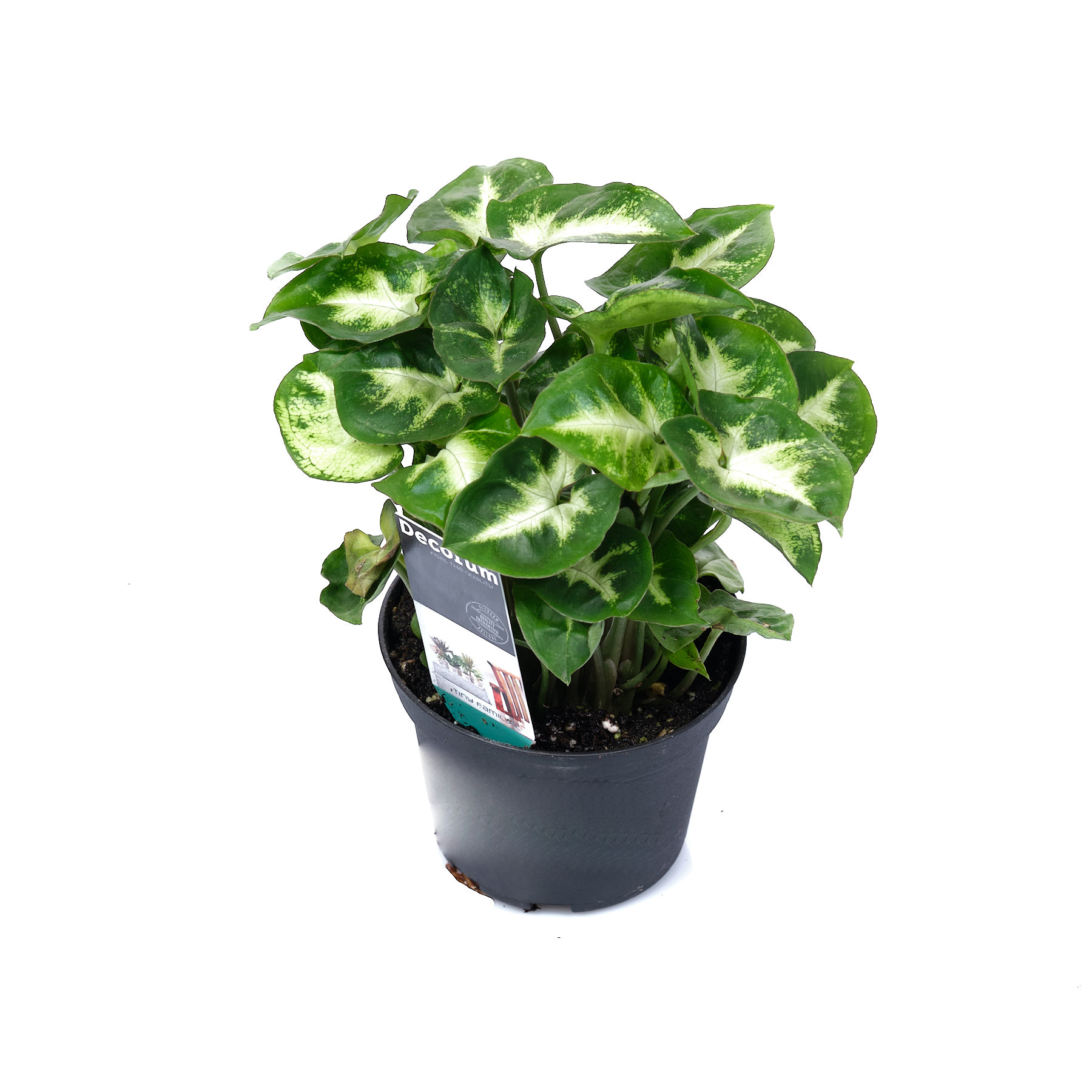 Сингониум Пикси