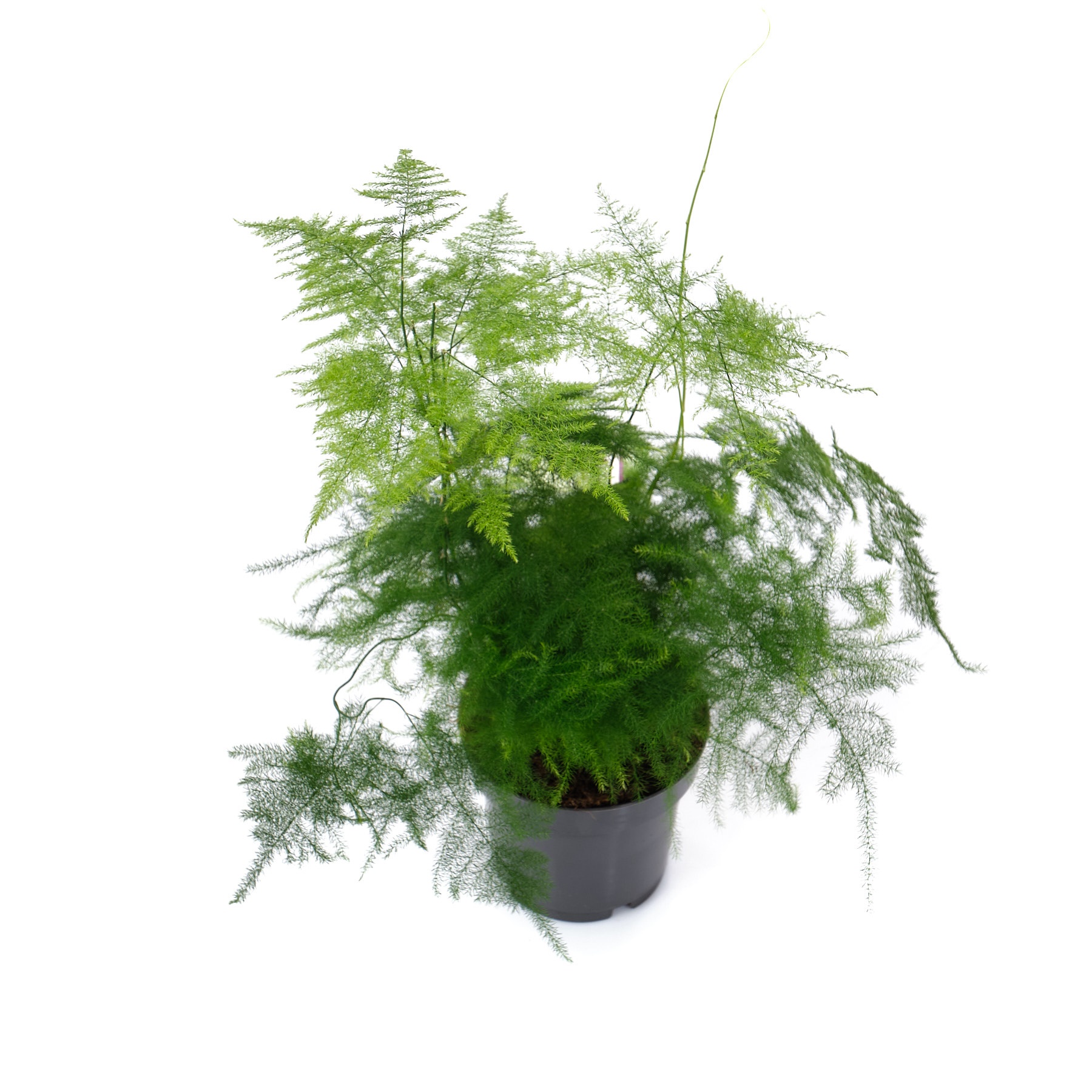 Аспарагус Плюмосус