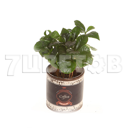 Кофе Арабика в кашпо ретро
