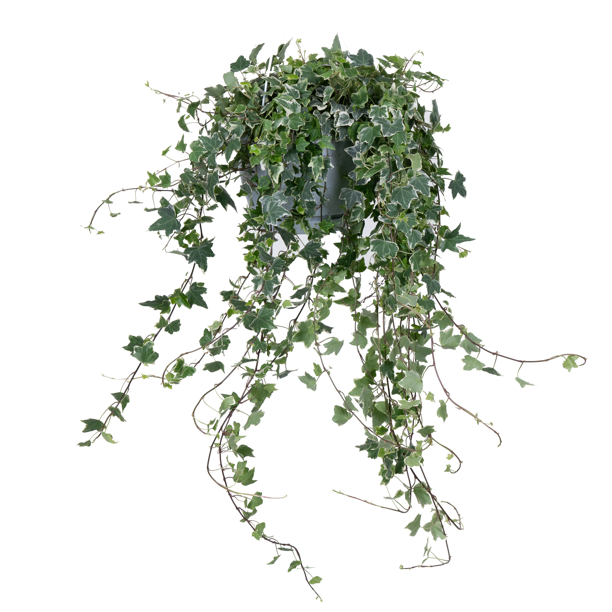 Хедера хеликс Ева подвесная