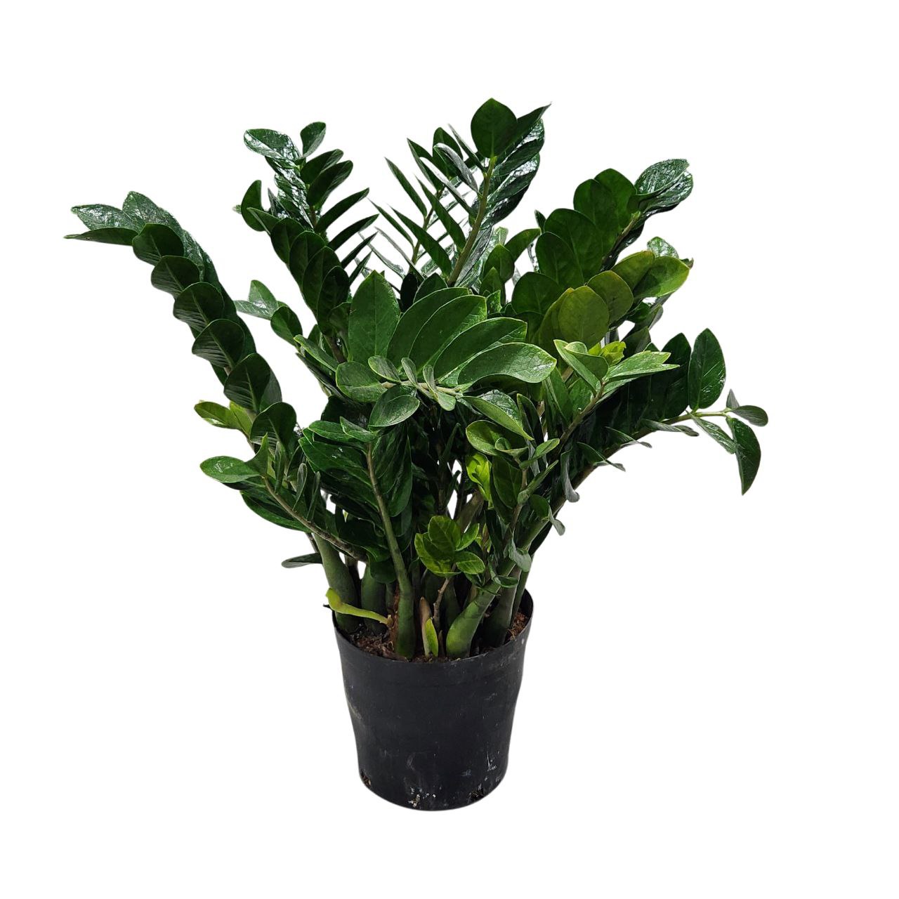 Замиокулкас