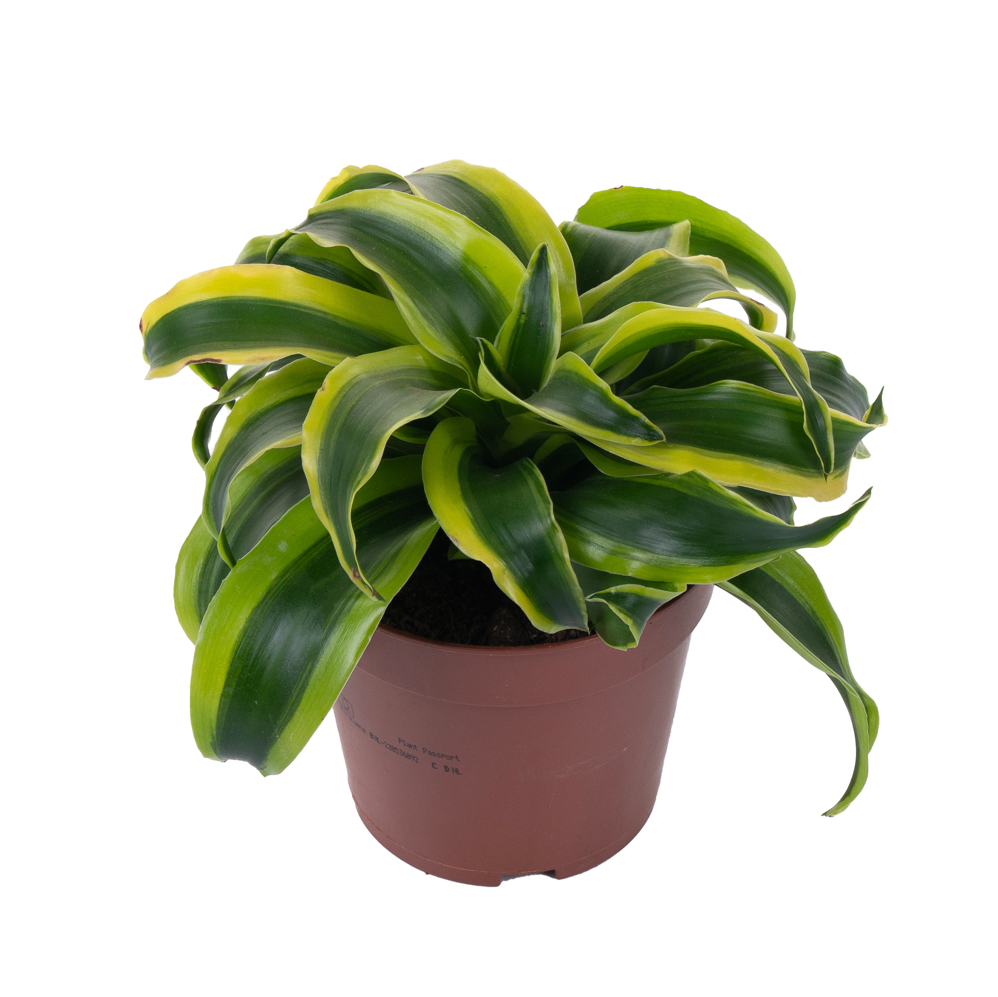 Драцена фрагранс Торнадо