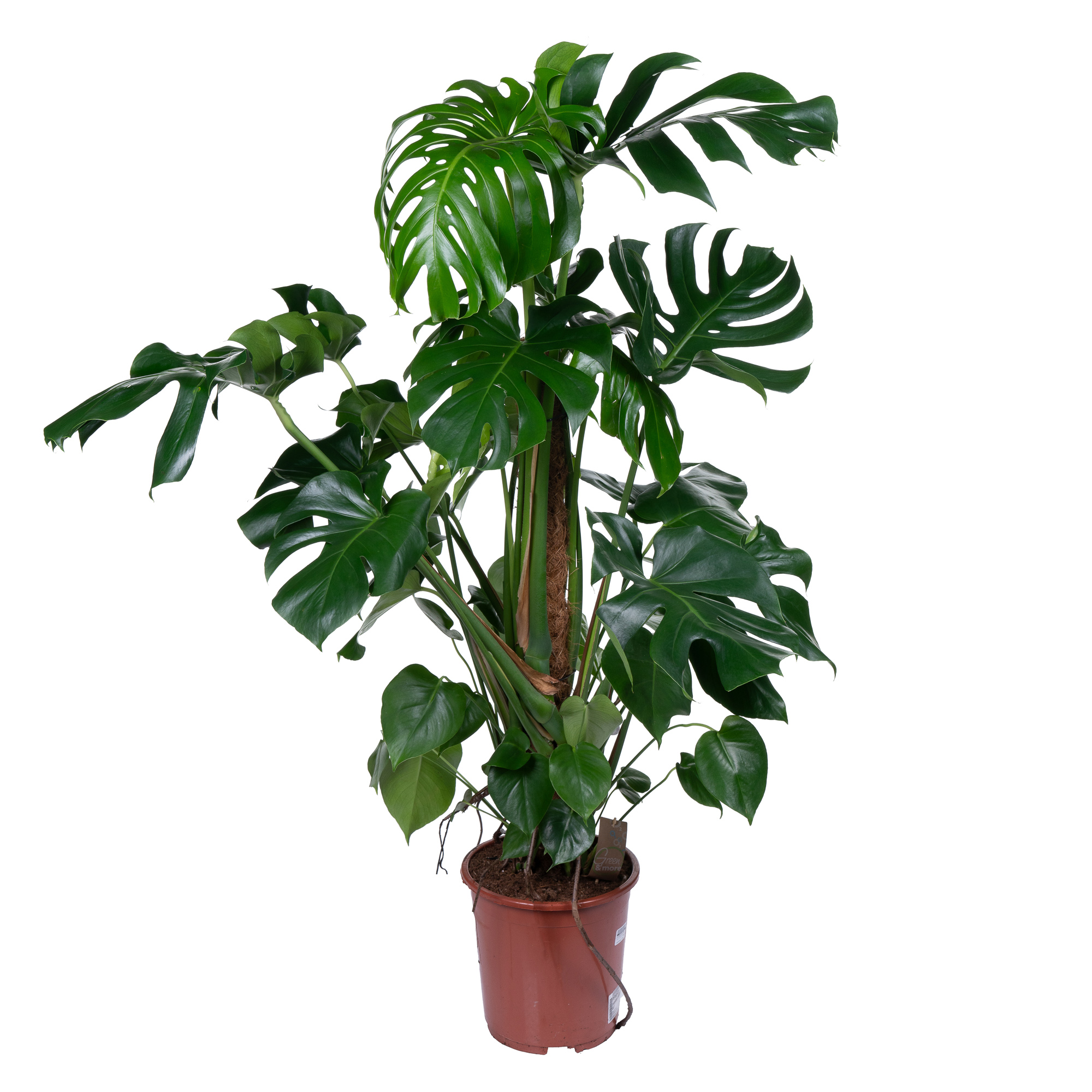 Монстера Делициоса