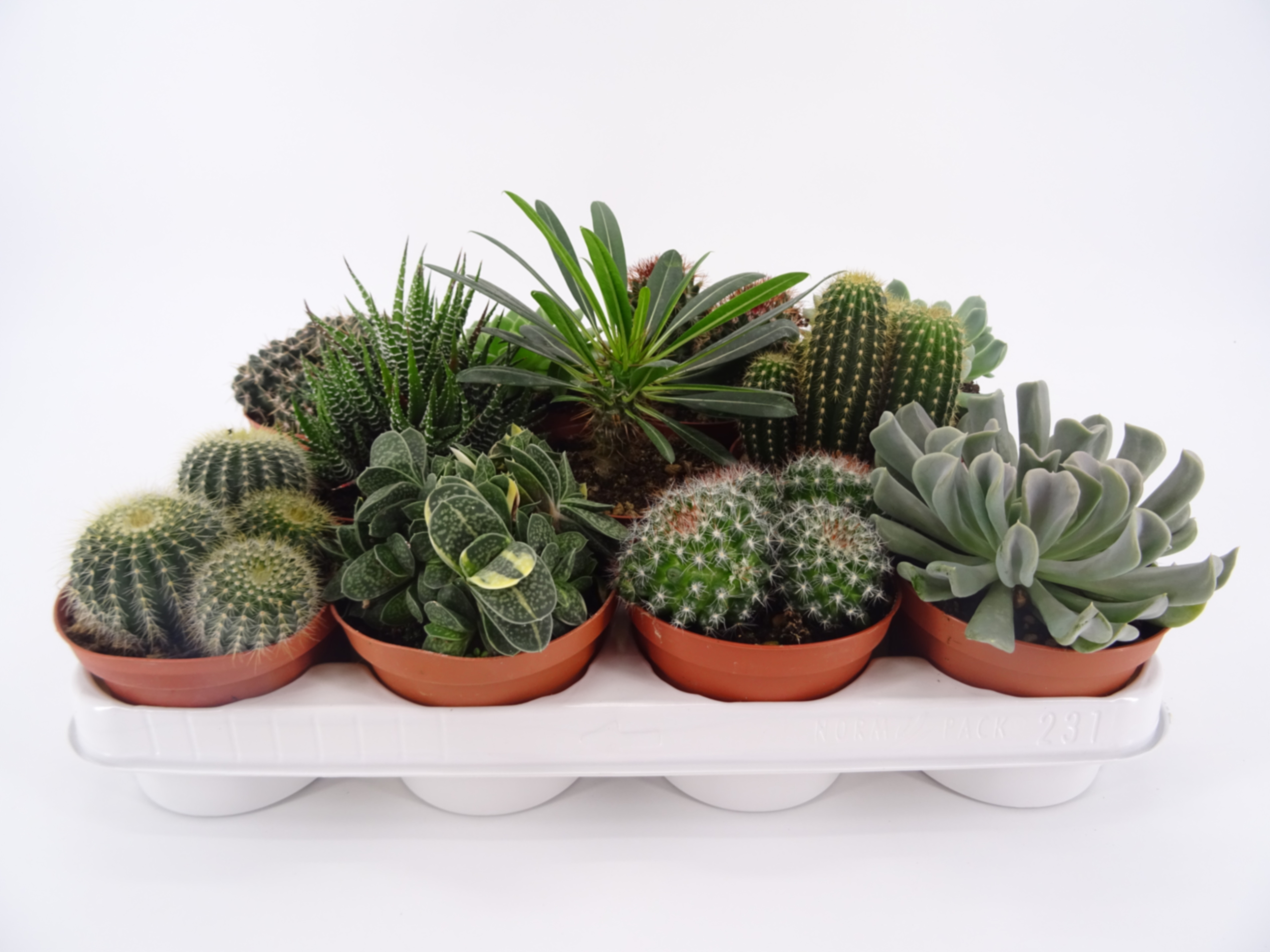 Кактус + Суккулент Микс
