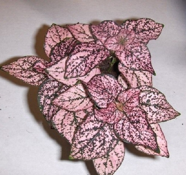 Гипоэстес розовый