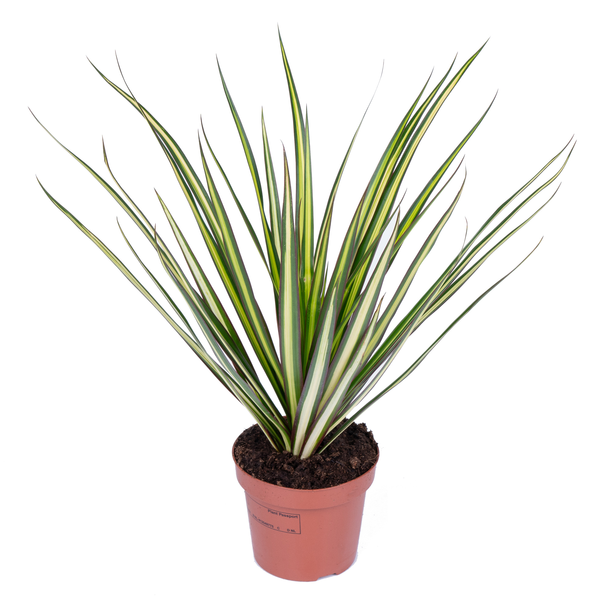 Драцена маргината Санрей