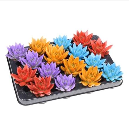 Эхеверия Рейнбоу Микс