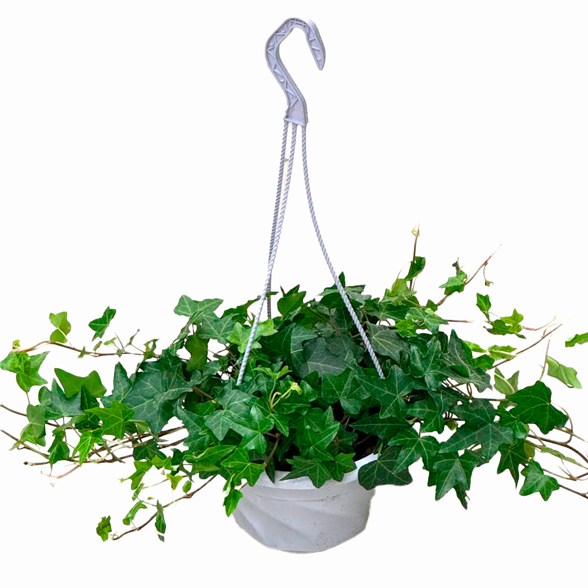 Хедера хеликс Грин