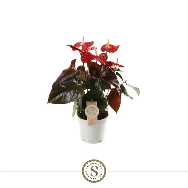 Антуриум андрианум Чемпион коралловый