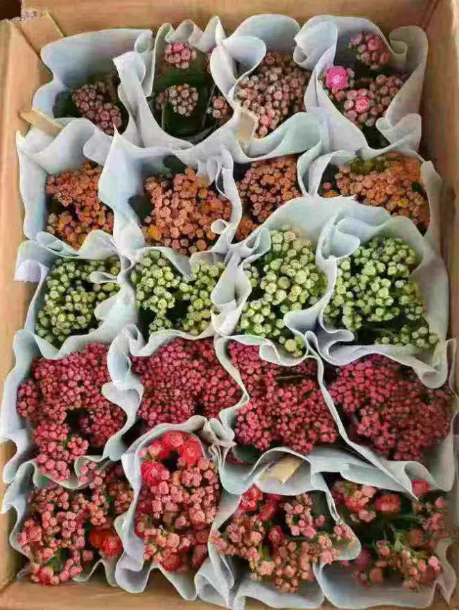 Каланхое каландива микс