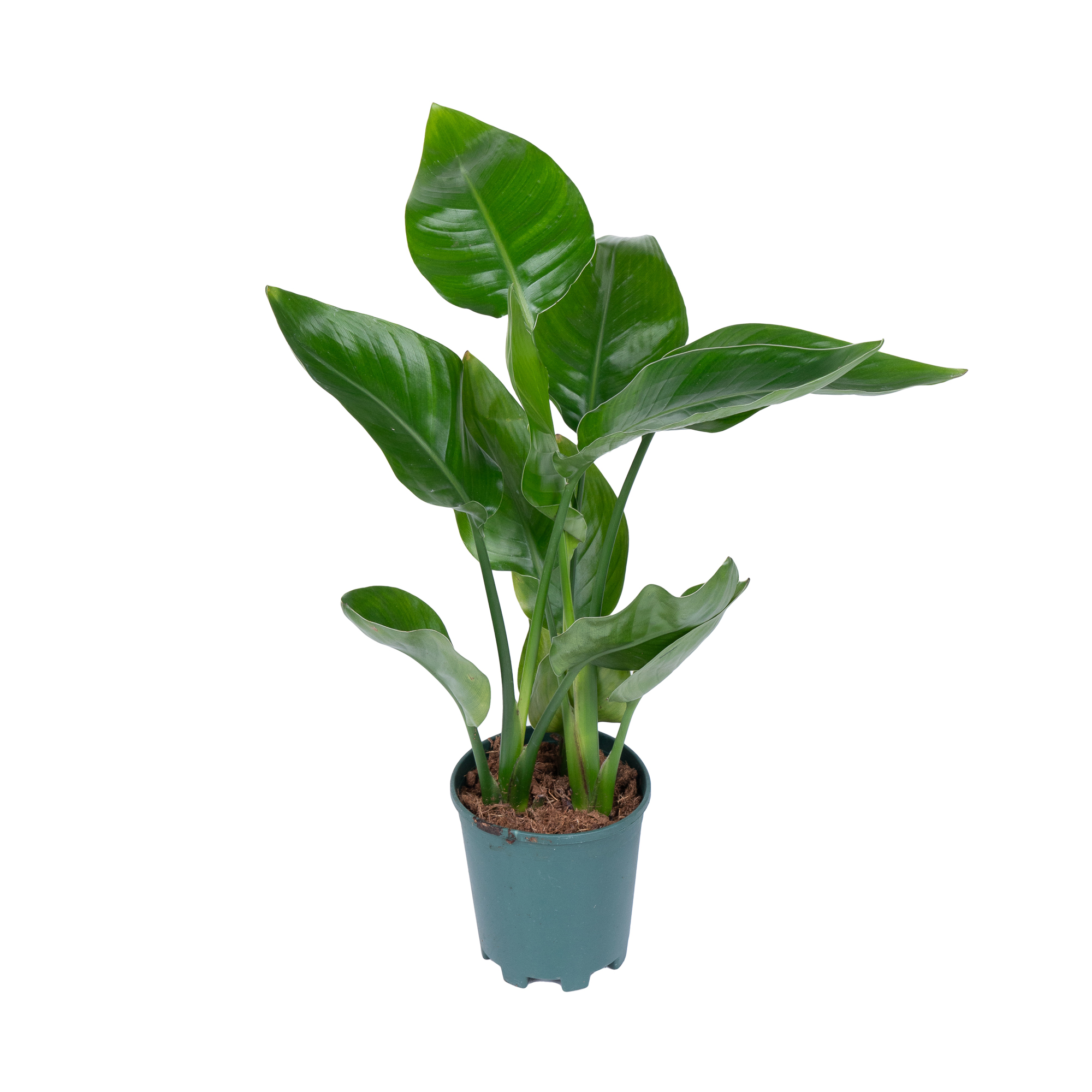 Стрелиция Регина